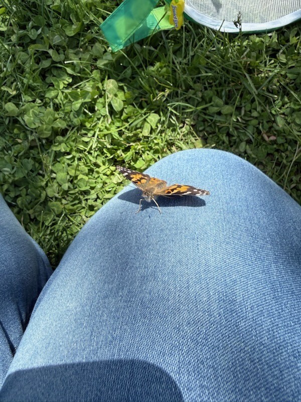 butterflies 2