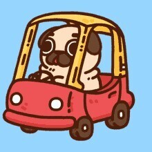 pug in a car