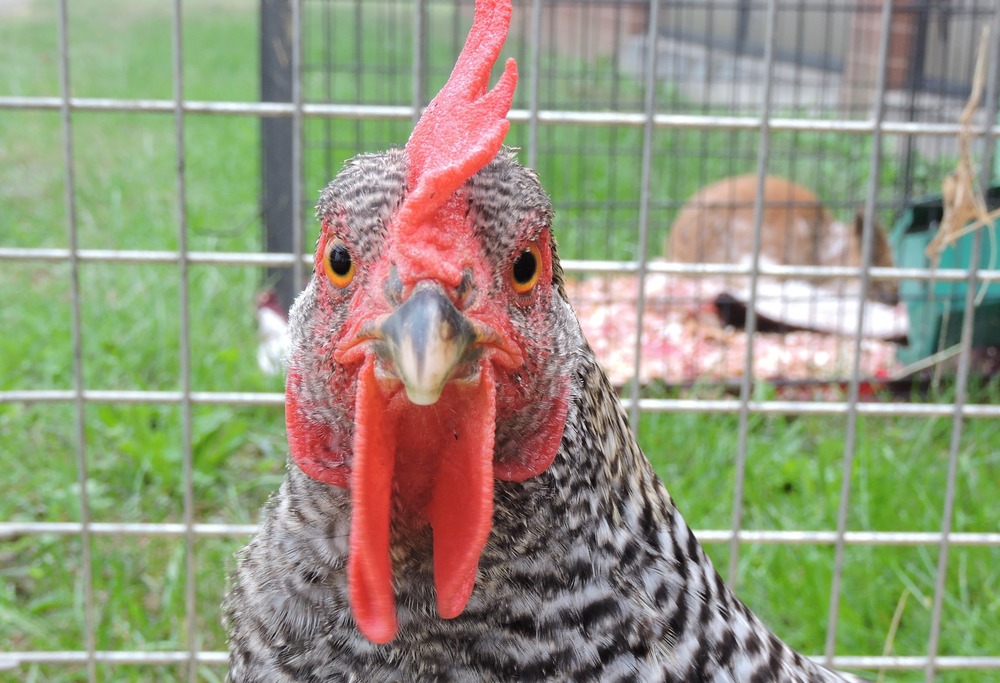 Chicken