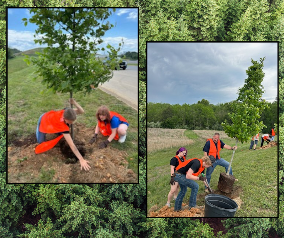 Volunteers plant trees in a grassy area, with one planting and others digging around the base.