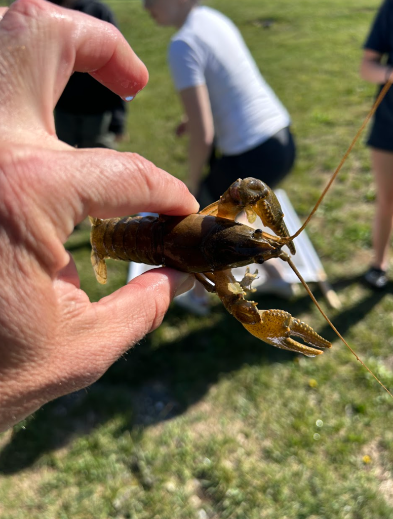 A hand holds a river creature.