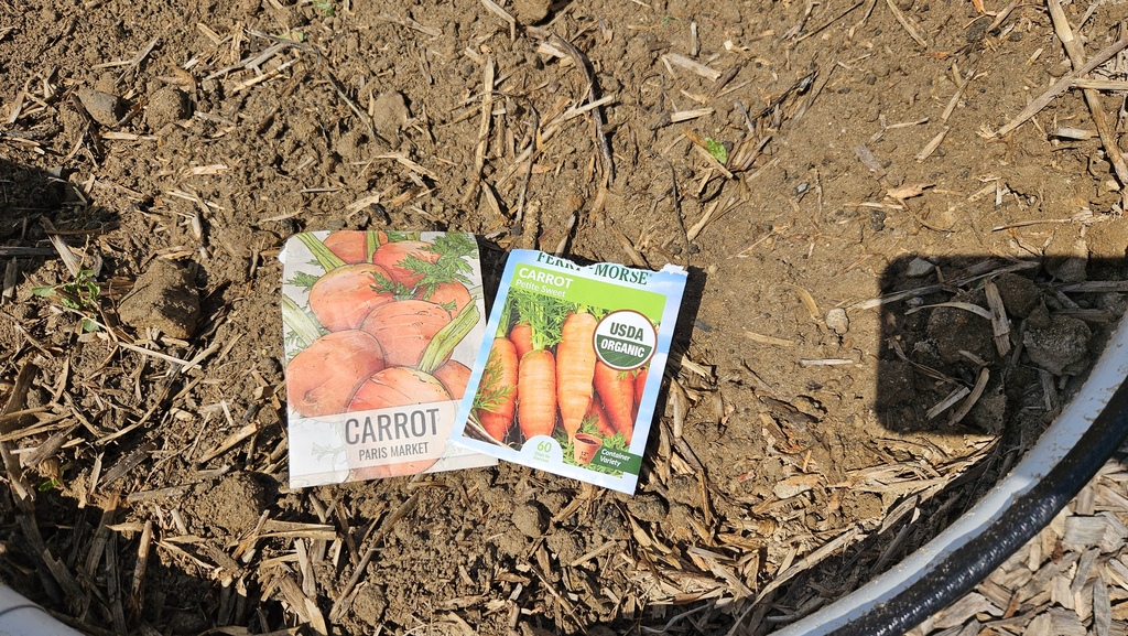 Carrots Planted