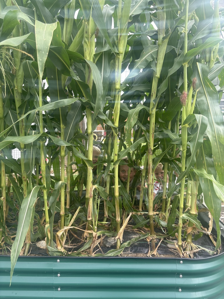 Corn