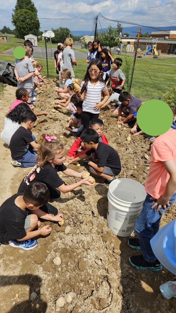 Digging up potatoes