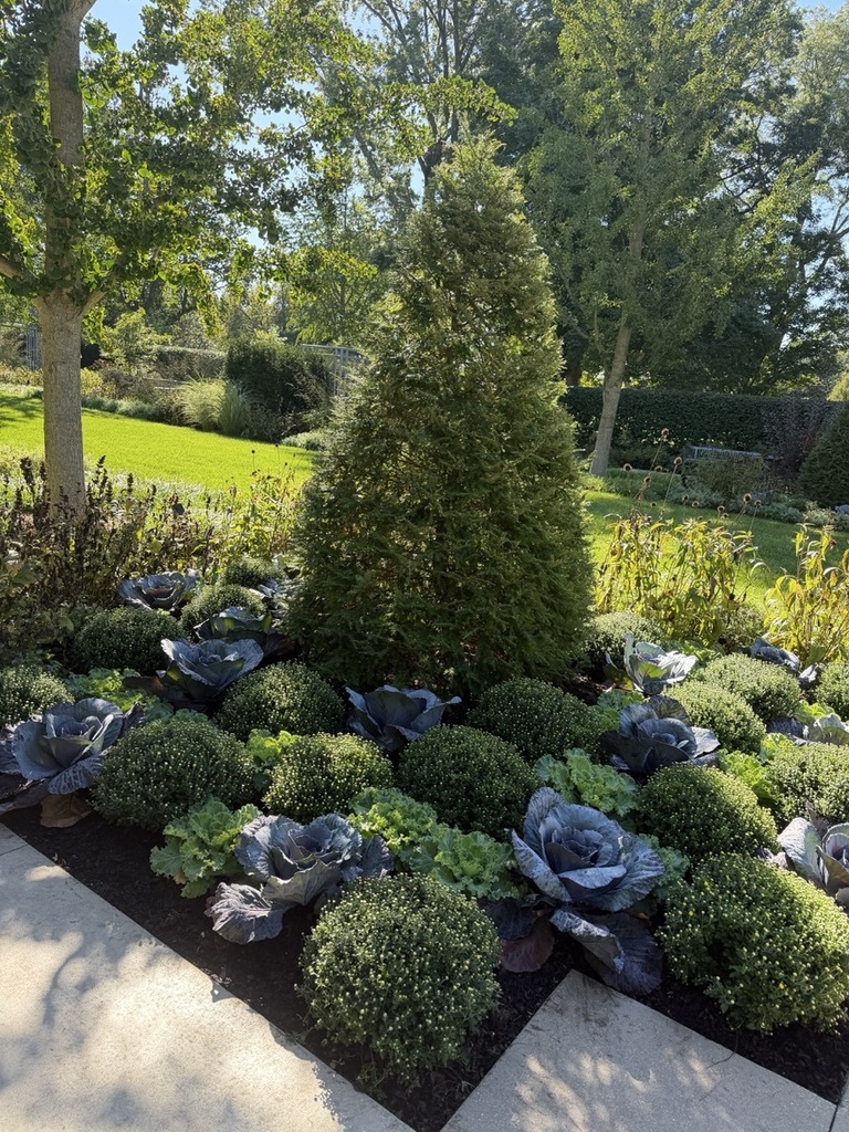 Green garden with shrubs and bushes, including purple cabbage, surrounded by trees. Lawn and trees in background.