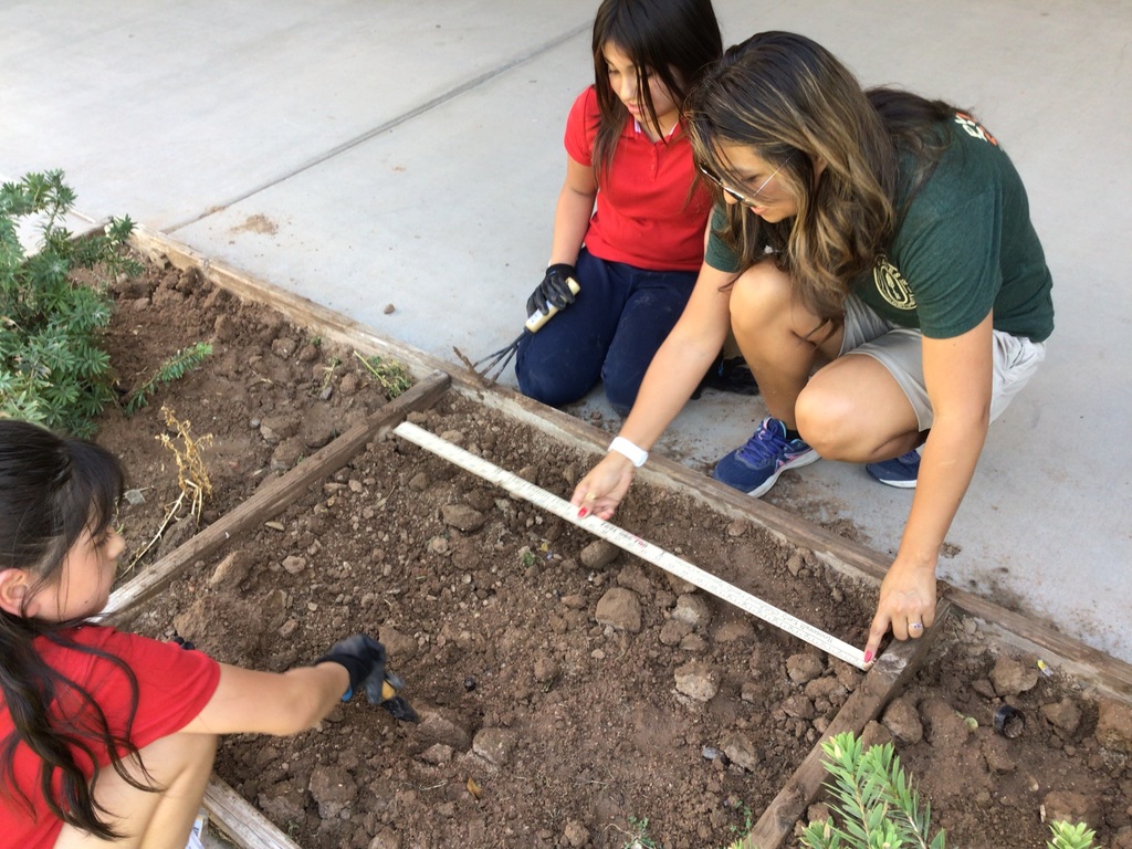How far apart should we plant?