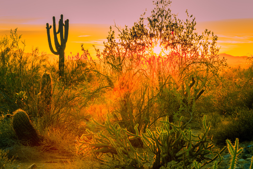 A close up of Arizona cactuses during sunrise
