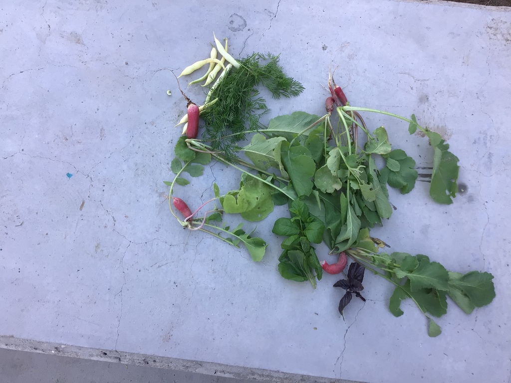 Dill, beans, mint, radishes