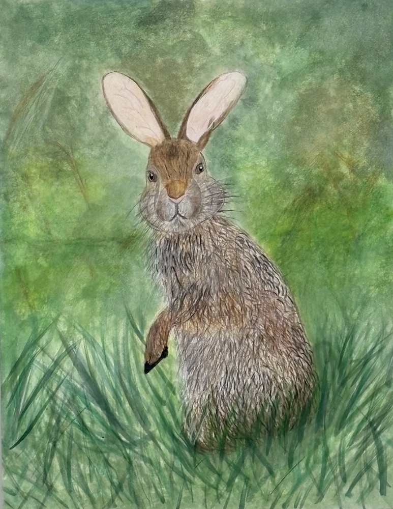 Rabbit by Ruben Mendez, 12th Grade