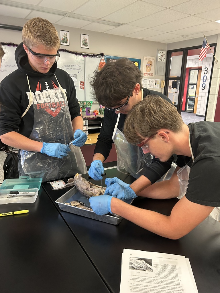 Shark Dissection 3