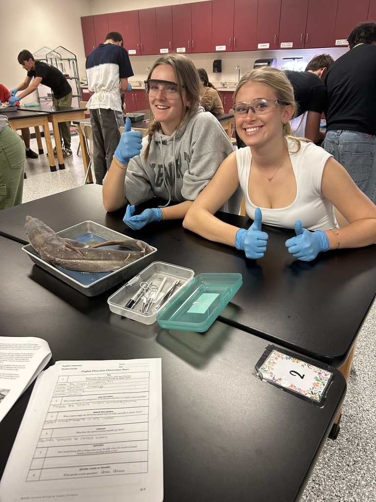 Shark Dissection 1