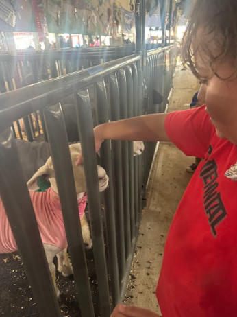 student looking at animals