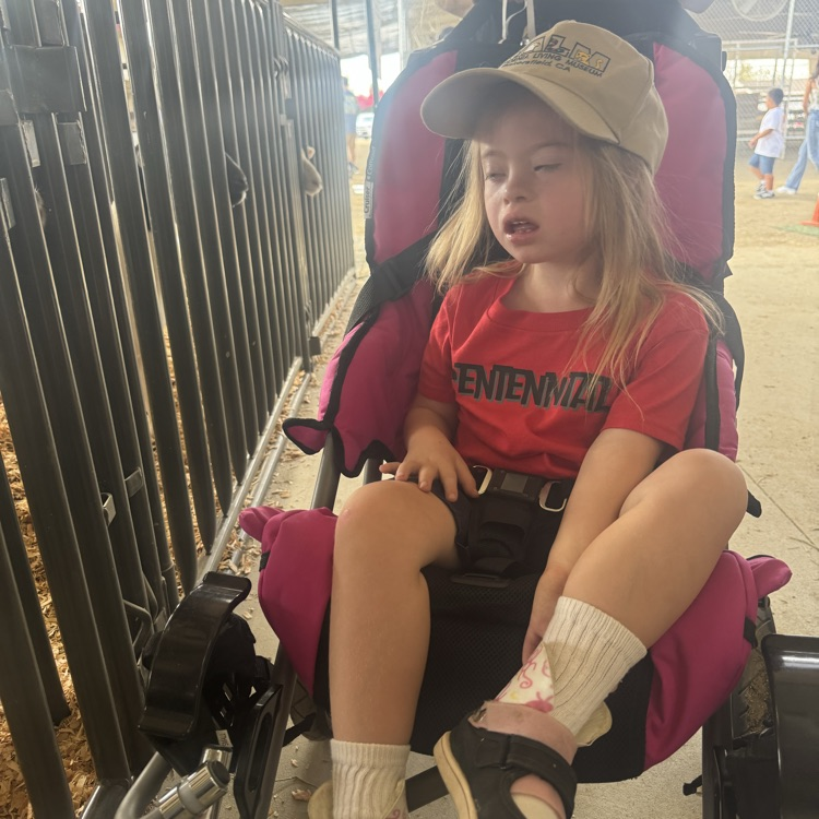 child sitting in stroller looking at animals