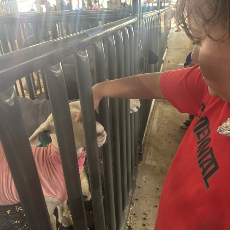 student petting a lamb