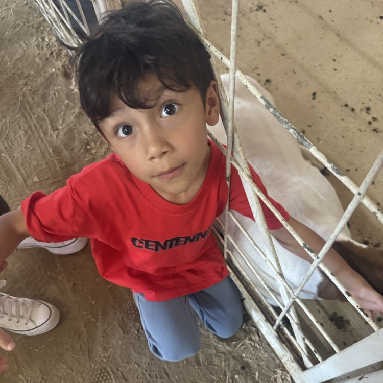 boy petting a goat