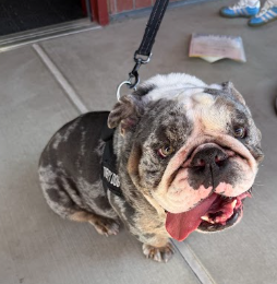 Ottis the English Bulldog