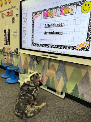 Ottis the dog looking at a smartboard