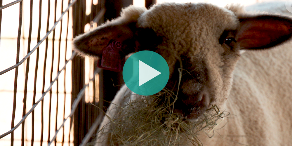 PIcture of a lamb at McNeil High School animal barn