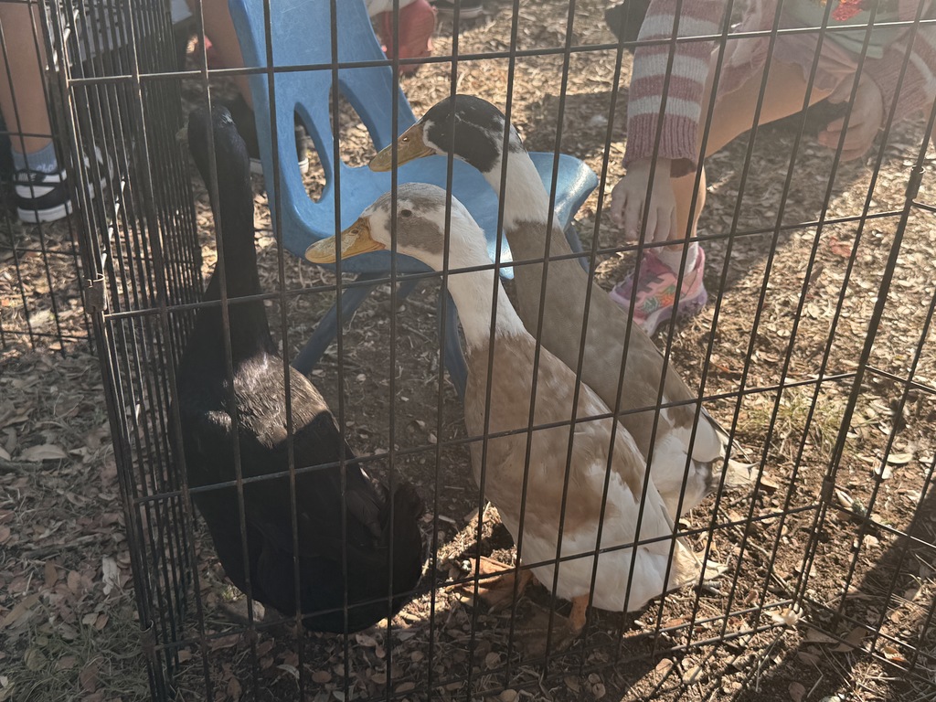 student petting ducks