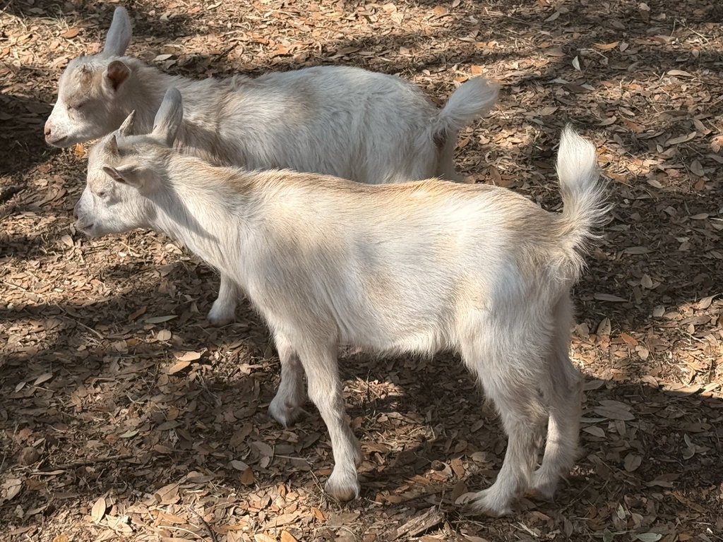 baby goats