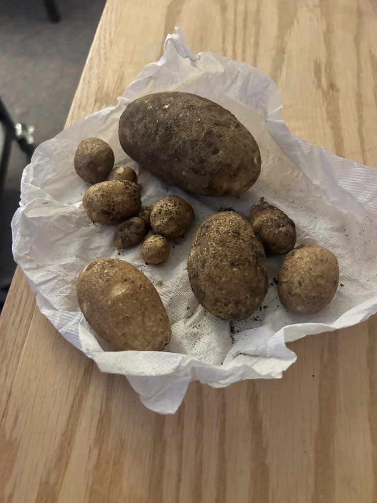 A collection of freshly harvested potatoes of various sizes resting on a white paper towel on a wooden surface.