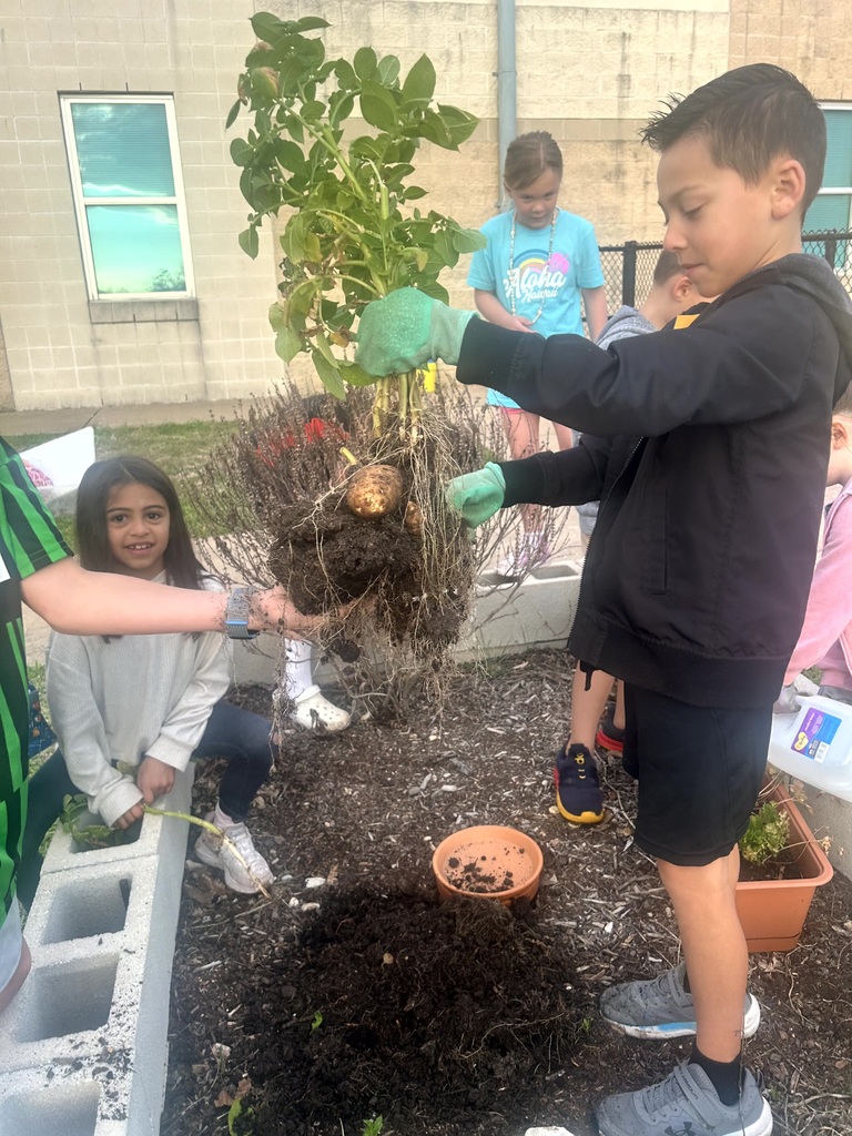 An elementary student wearing gloves pulls a potato plant from a garden bed, showing the roots and attached potatoes to a group of classmates.