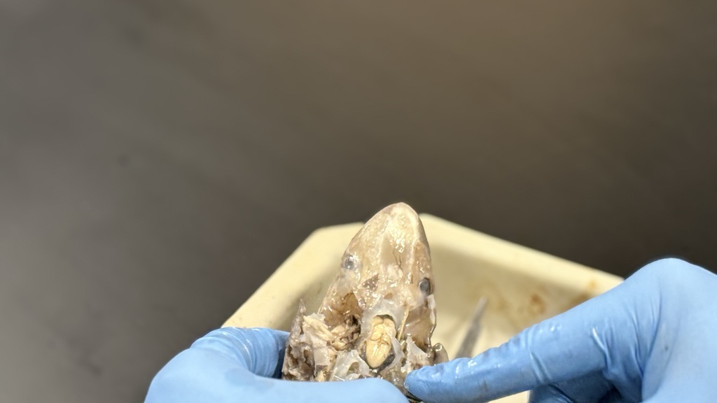 MHS Students Dissecting Dogfish Shark Brain