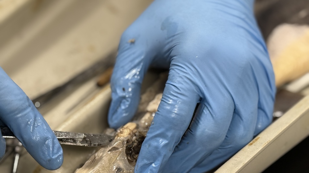 MHS Students Dissecting Dogfish Shark Brain