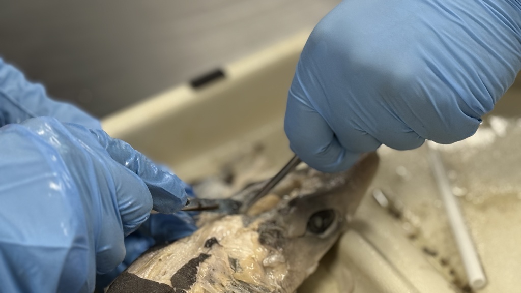 MHS Students Dissecting Dogfish Shark Brain