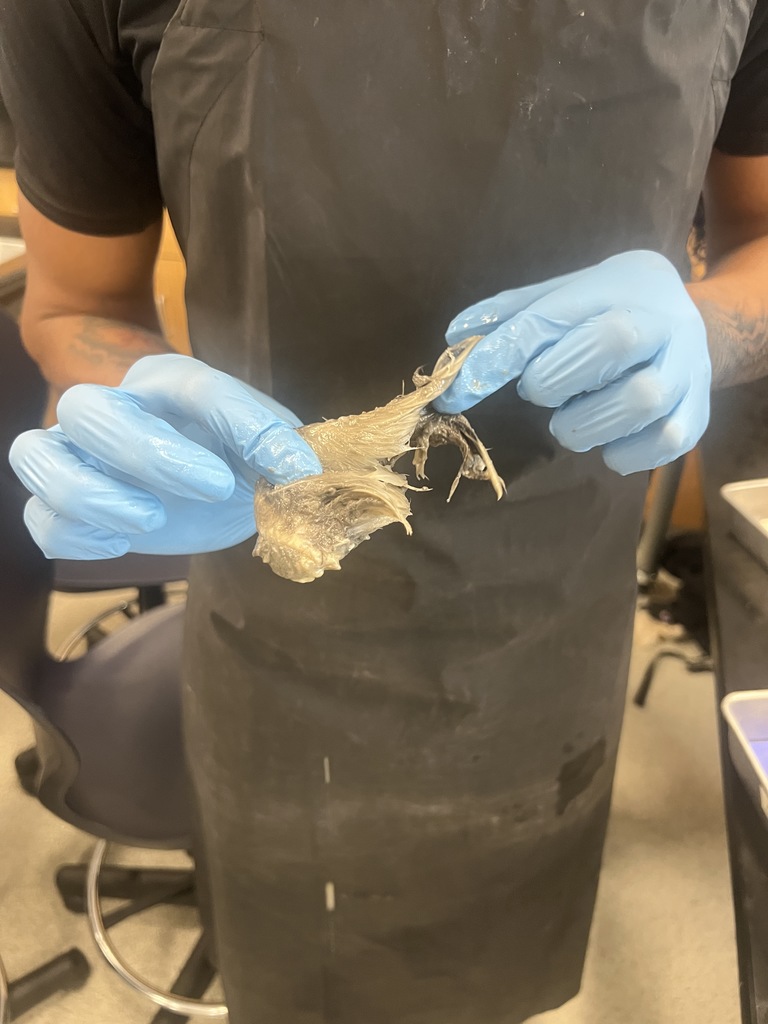 MHS Student Holding Bird from Dissected Dogfish Shark