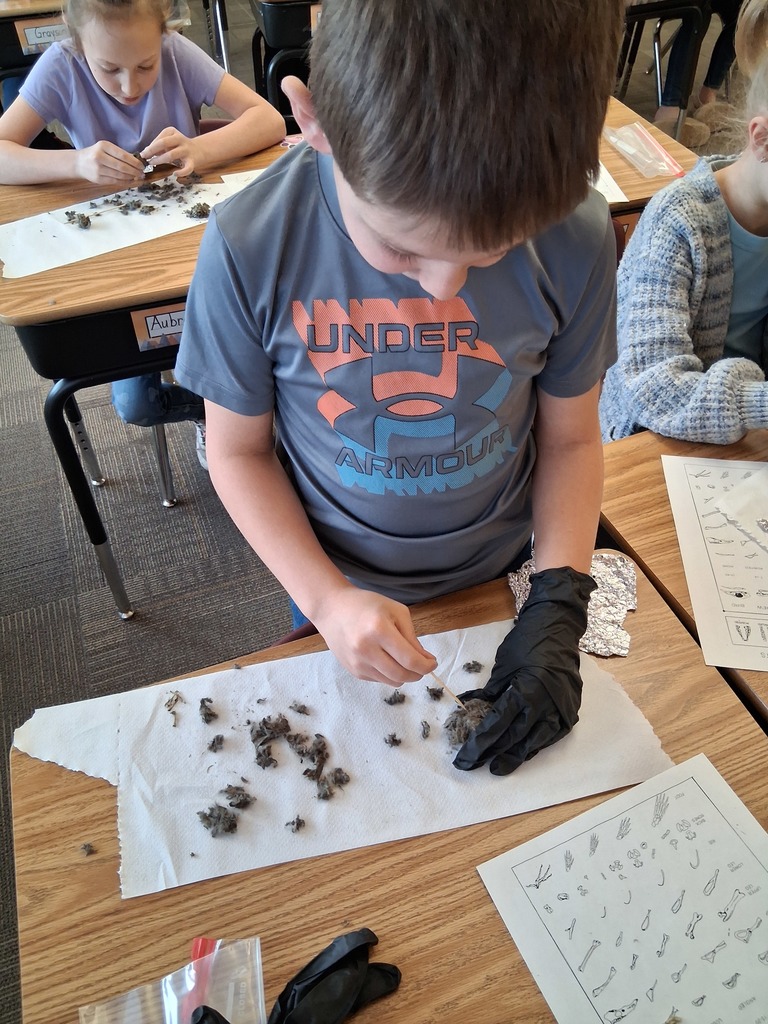 Owl Pellets
