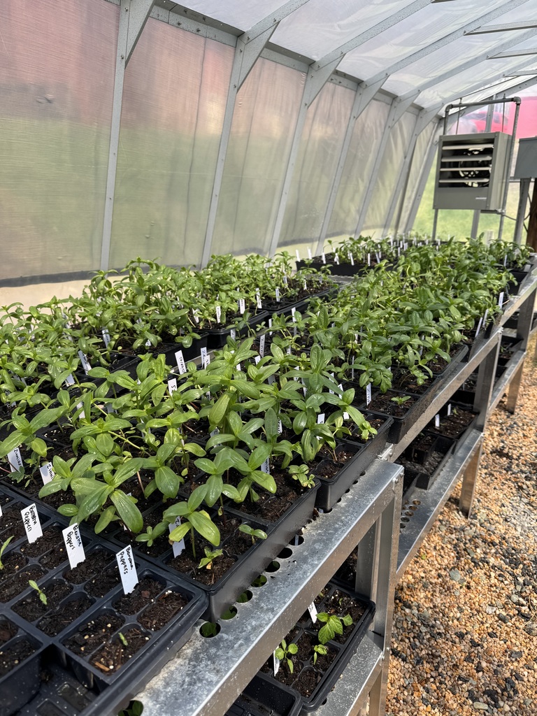 Vegetable and flower plants in plant trays in a greenhouse.
