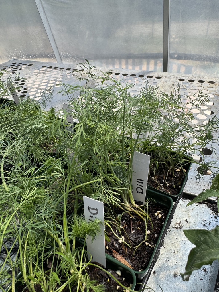 A tray of plants in a greenhouse