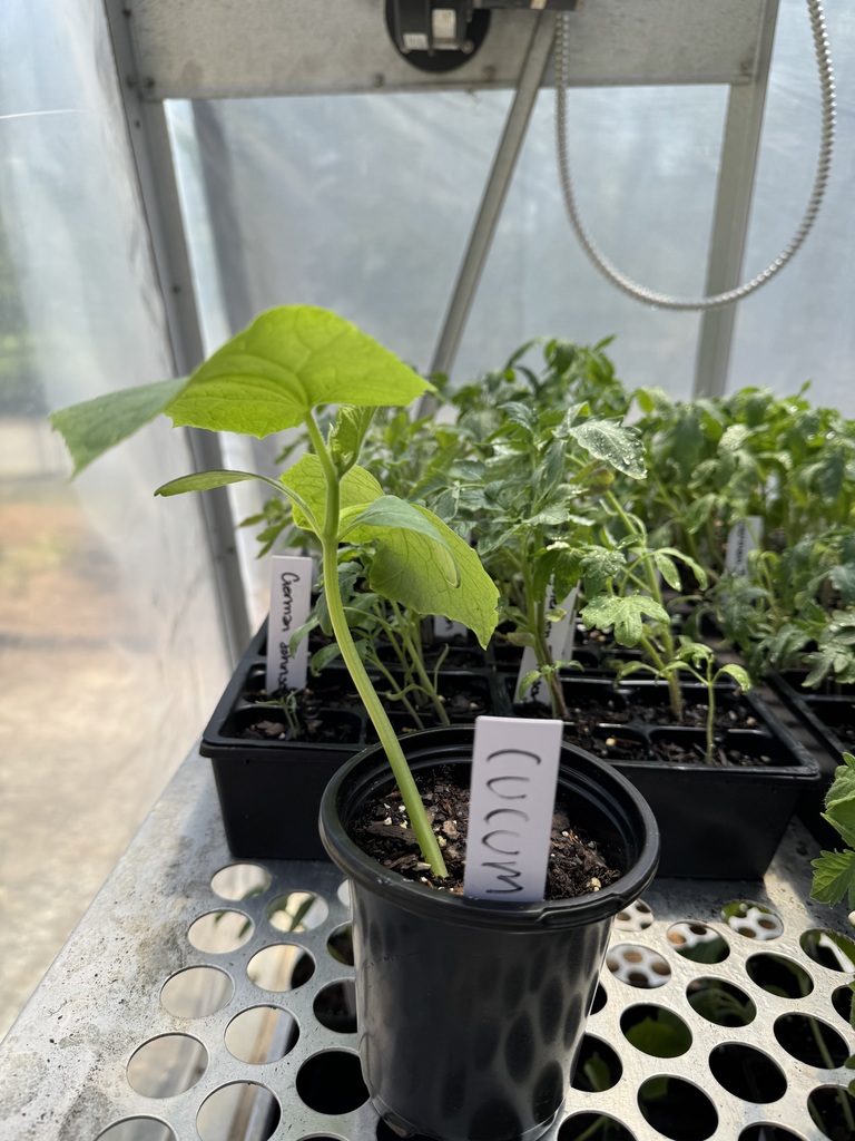A tray of plants in a greenhouse