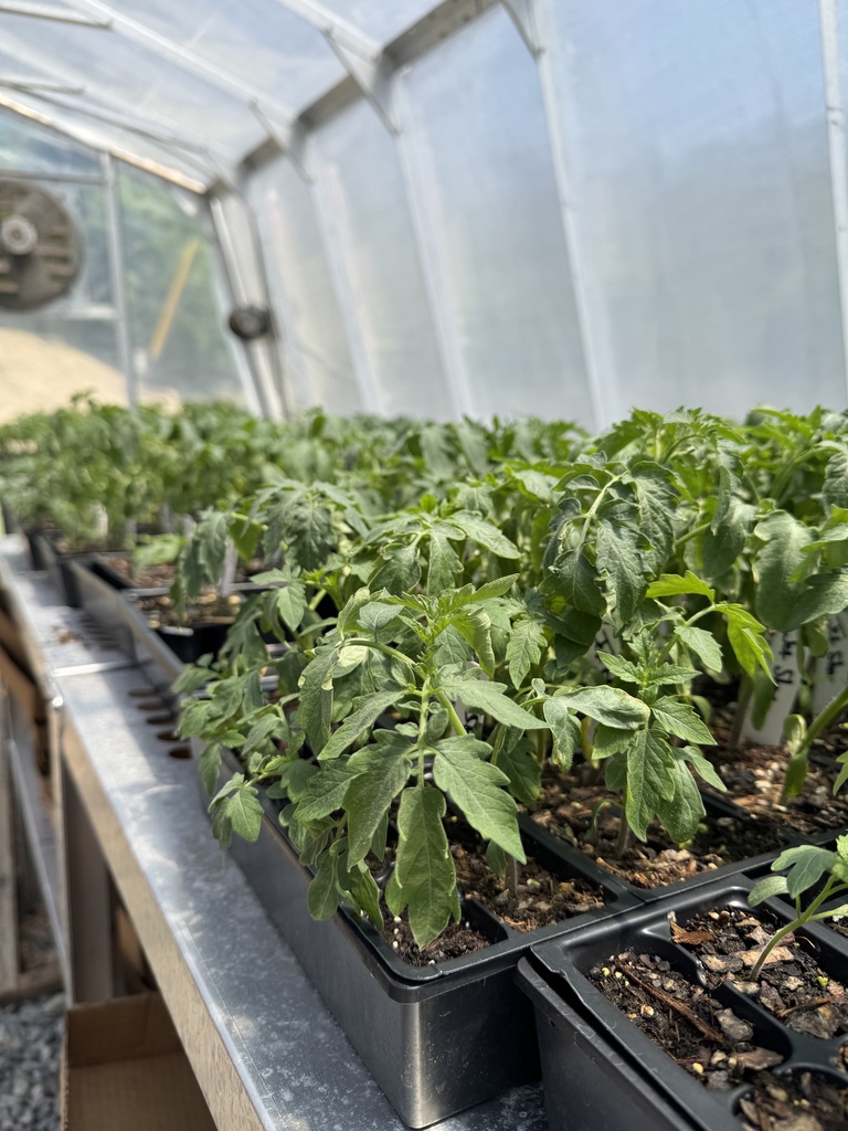 A tray of plants in a greenhouse