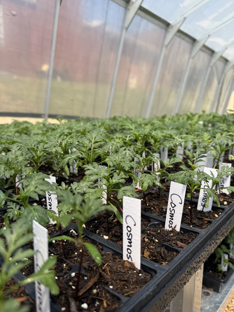 A tray of plants in a greenhouse