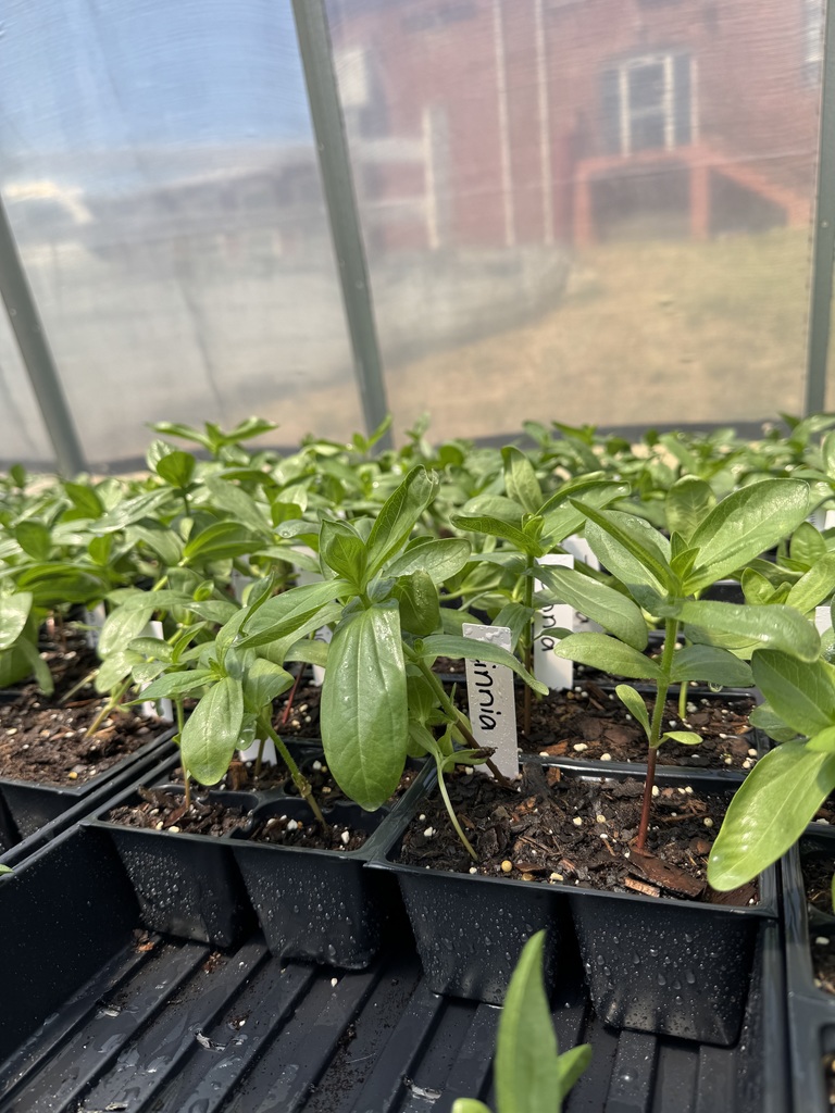 A tray of plants in a greenhouse