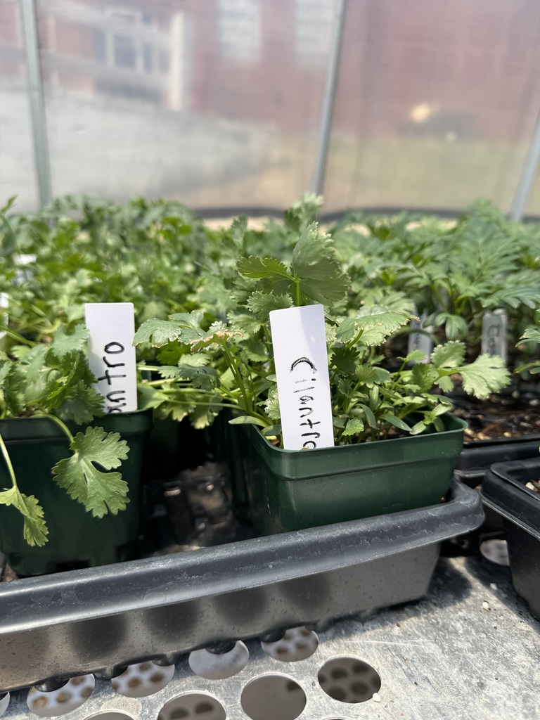 A tray of plants in a greenhouse