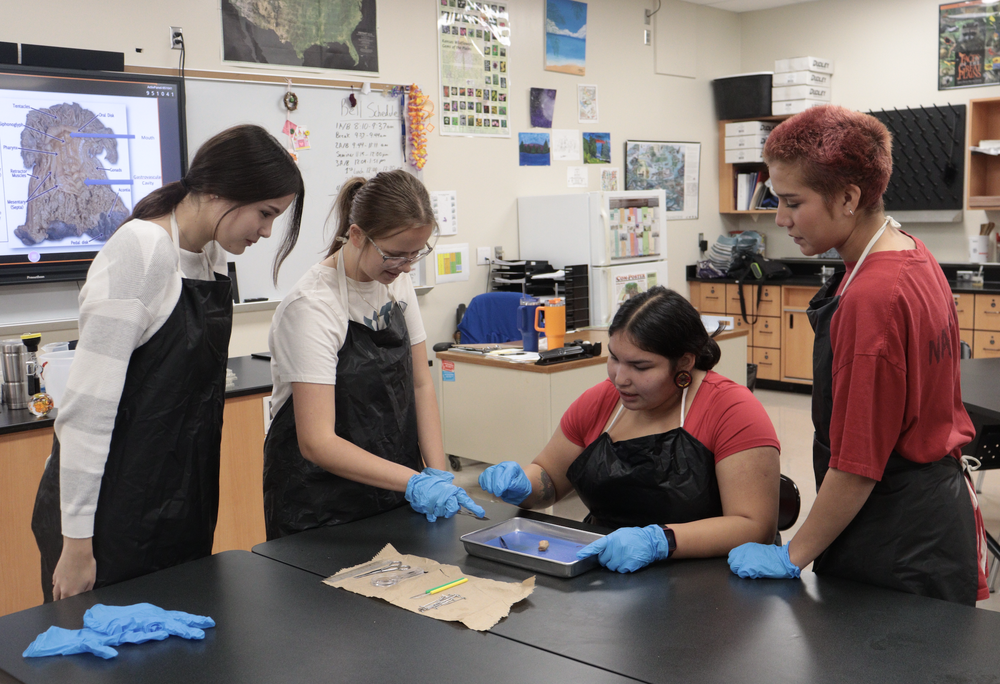 Dissection