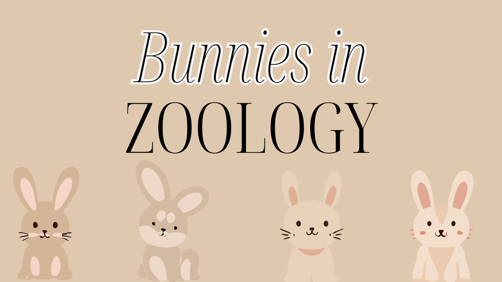 bunny