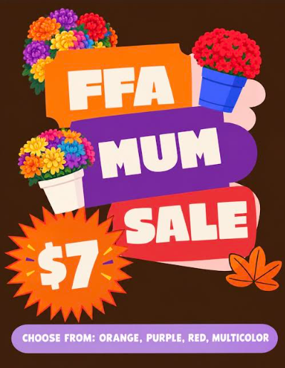Mums Sale