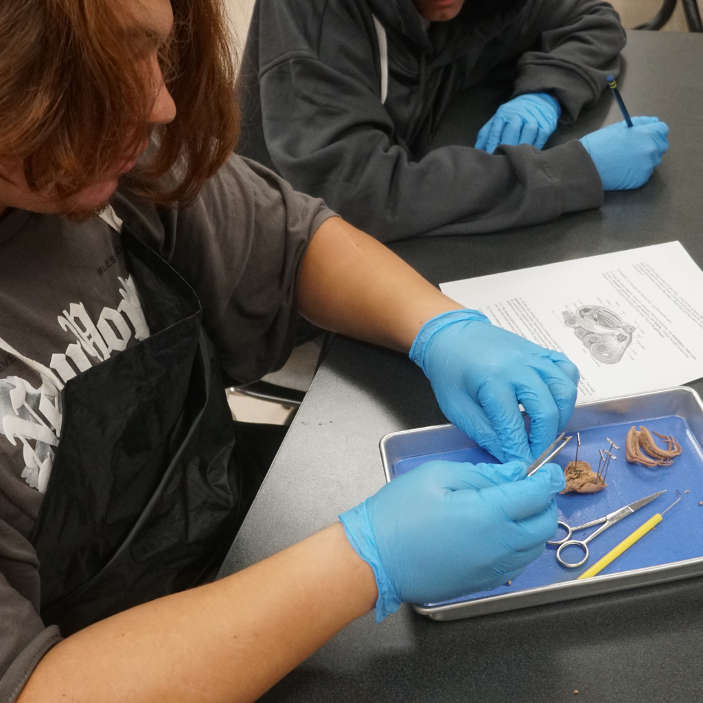 dissected