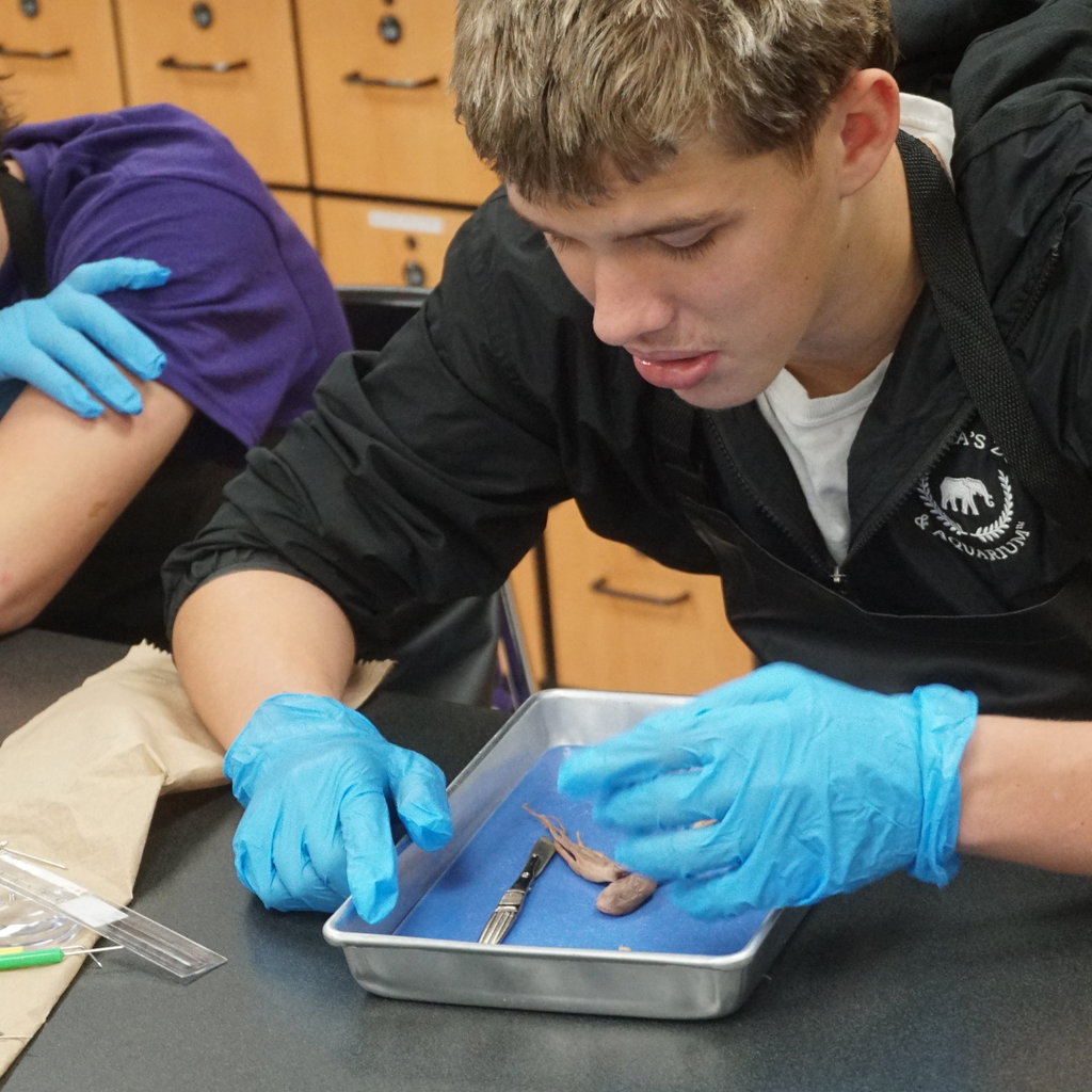dissected