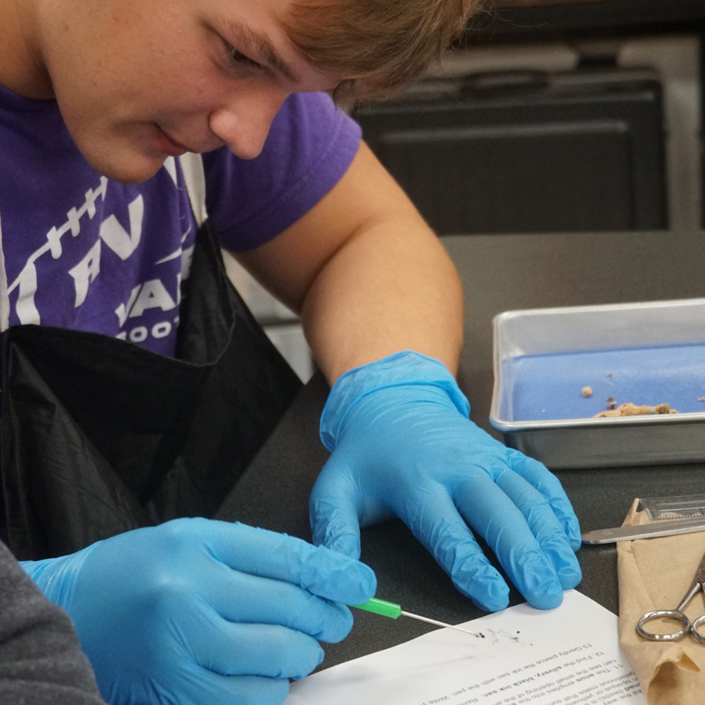 dissected