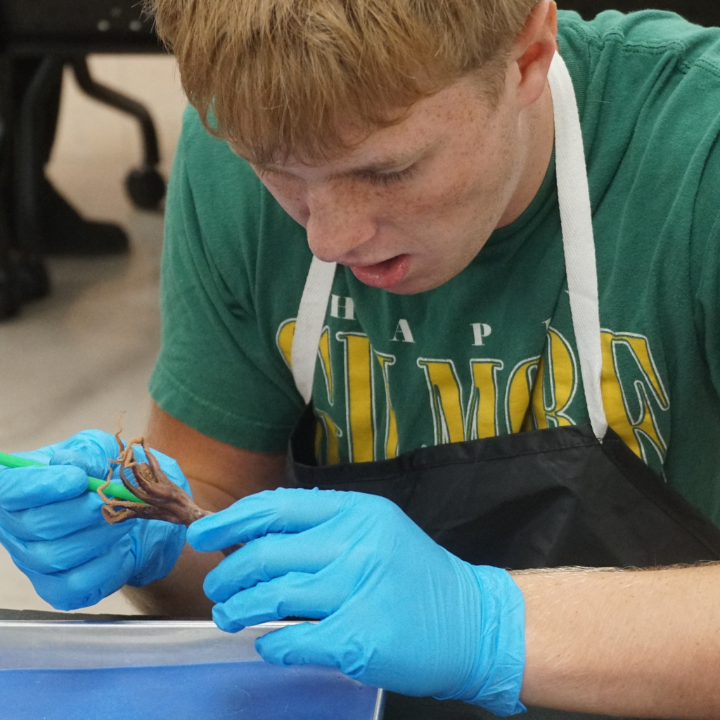 dissected