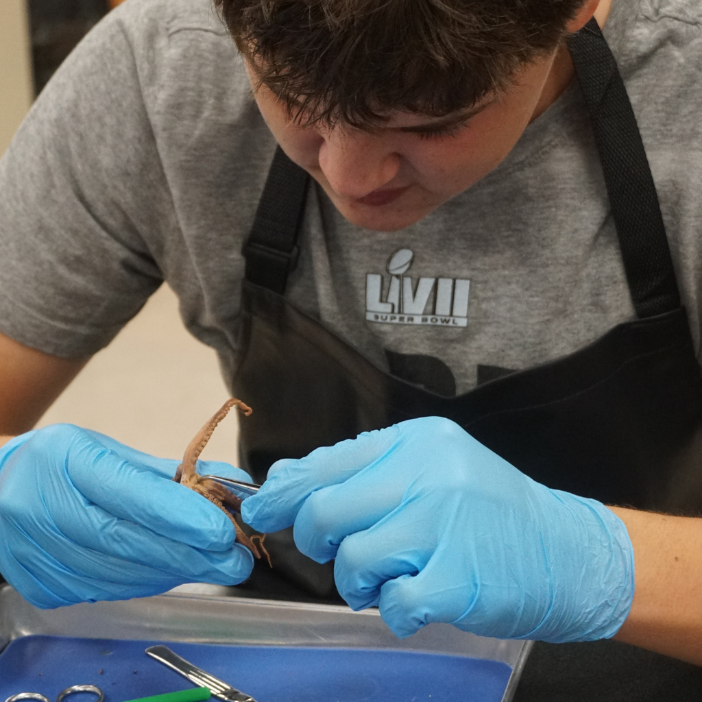 dissected