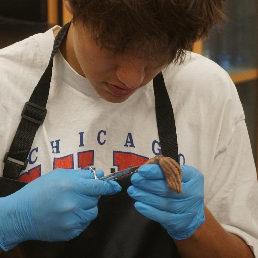 dissected