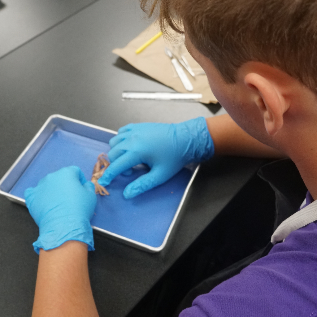 dissected