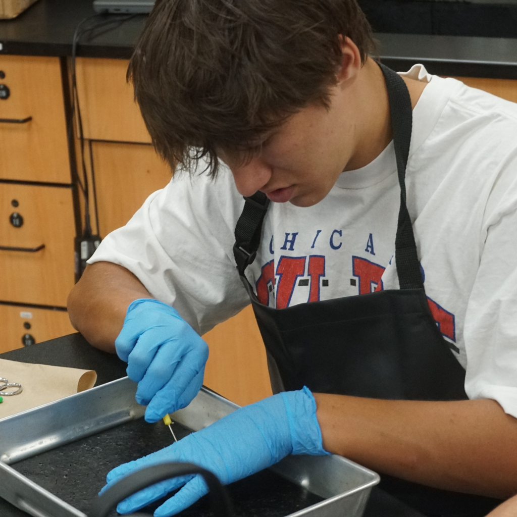 dissected