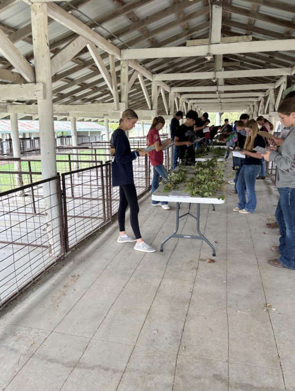 FFA Nursery Id 